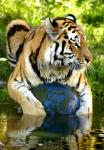 Tigerball