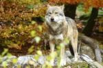 Wolf, Ludwigsthal 30.10.11