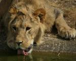 Zoo Dortmund junger Löwe am Wasser