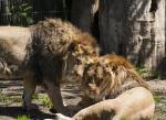 Löwen Dortmund Zoo