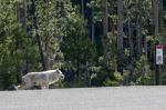 Canyon Alpha Female, Yellowstone