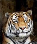 Tigerportrait