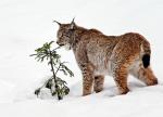 Luchs aus Neuschönau