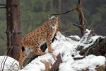 Luchs aus Ludwigsthal