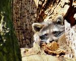 neugieriger Waschbär