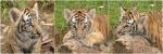 Trio of Tiger Cubs