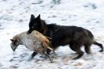 Wolf und Schaf