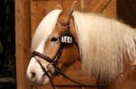 Haflinger