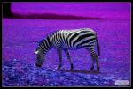 ZEBRA IN PINK ;-)