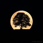 Vollmond hinter unserem Baum