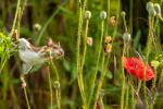 Maus im Mohn