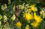 Neugieriges Eichhörnchen in der Blumenwiese