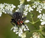 Fliege auf Blume