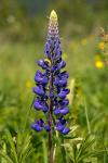 Lupine