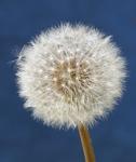 Pusteblume