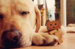 Bruno und Danbo