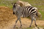 zickiges Zebra