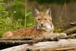 Luchs