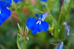 Blüten blau