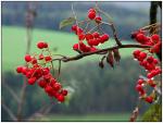 Vogelbeeren