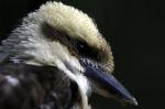 Kookaburra