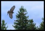 Falke oder Bussard im Landeanflug