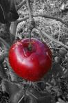 Red Apple