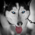 Husky Bi-Colorkey 2