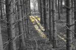 Licht im Grauwald