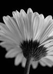 Gerbera in SW