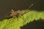 Käfer auf Blatt