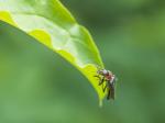 Weichkäfer Cantharis fusca