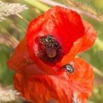 Trauer-Rosenkäfer im Mohn 2