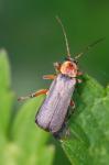 "Cantharis rustica" - Soldatenkäfer