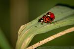 Harlekin Marienkäfer