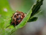 Sommerkäfer beim duschen