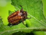 Sommerkäfer beim duschen