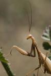 Mantis religiosa