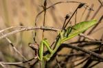 Mantis religiosa