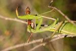 Mantis religiosa