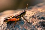 the grasshopper