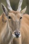 antilope