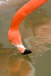 Ein Flamingo zieht seine Kreise