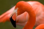 Flamingo im Profil
