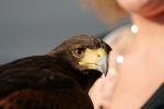 Harris Hawk zu Besuch