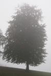 Baum im Nebel