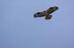 Bussard