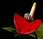 11. Platz: Schnecke