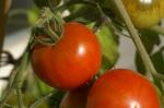 21. Platz: Solanum lycopersicum