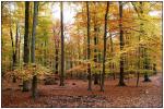 27. Platz: Lichter Herbstwald